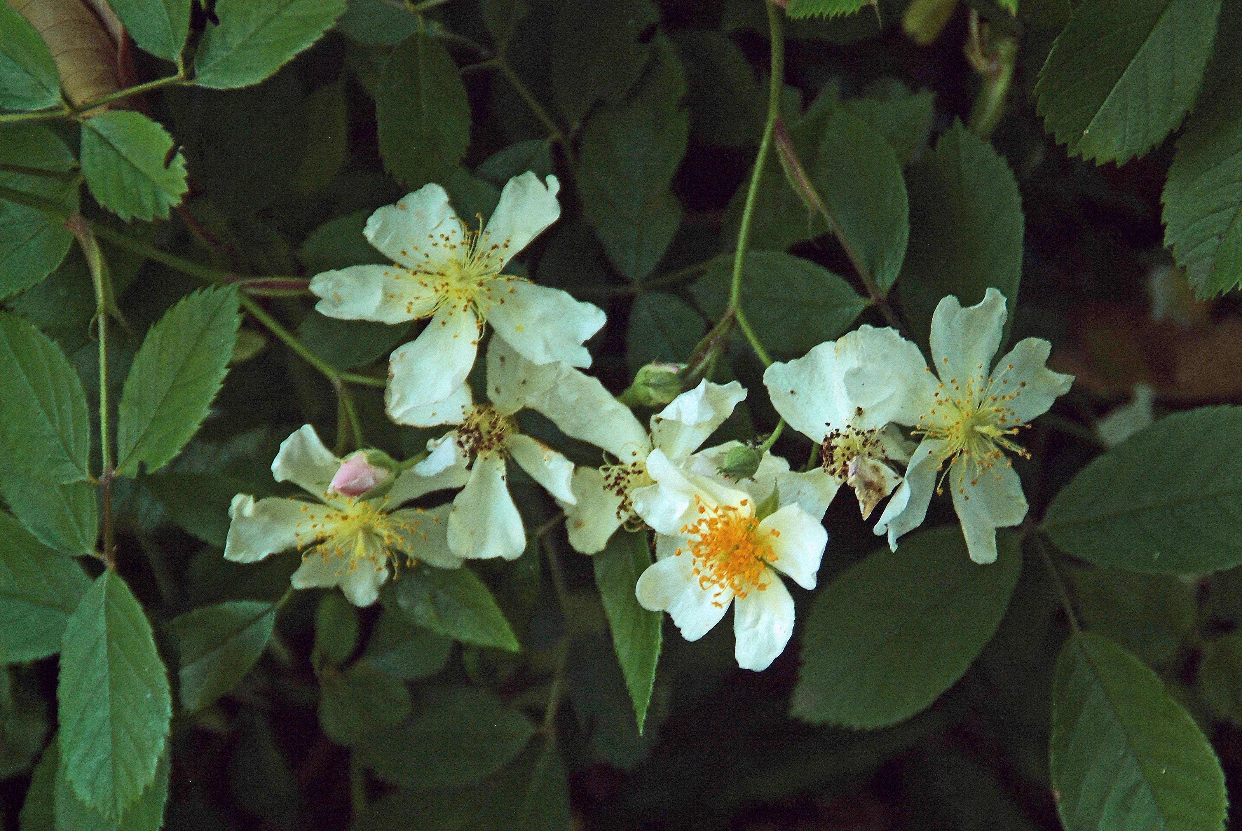 Rosa arvensis Bosroos bestellen